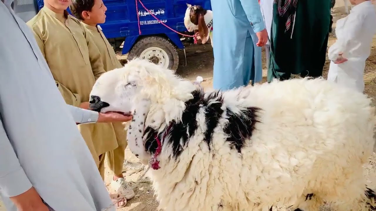 Quetta bakra mandi 2025