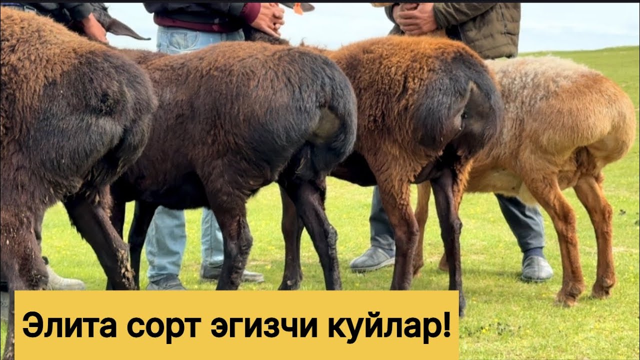 972210096☎️Великан эгизчи куйлар! 