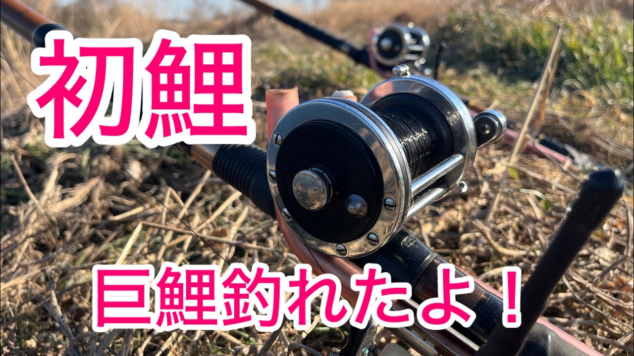 【鯉釣り】いっぱいつかまえた！【初鯉】