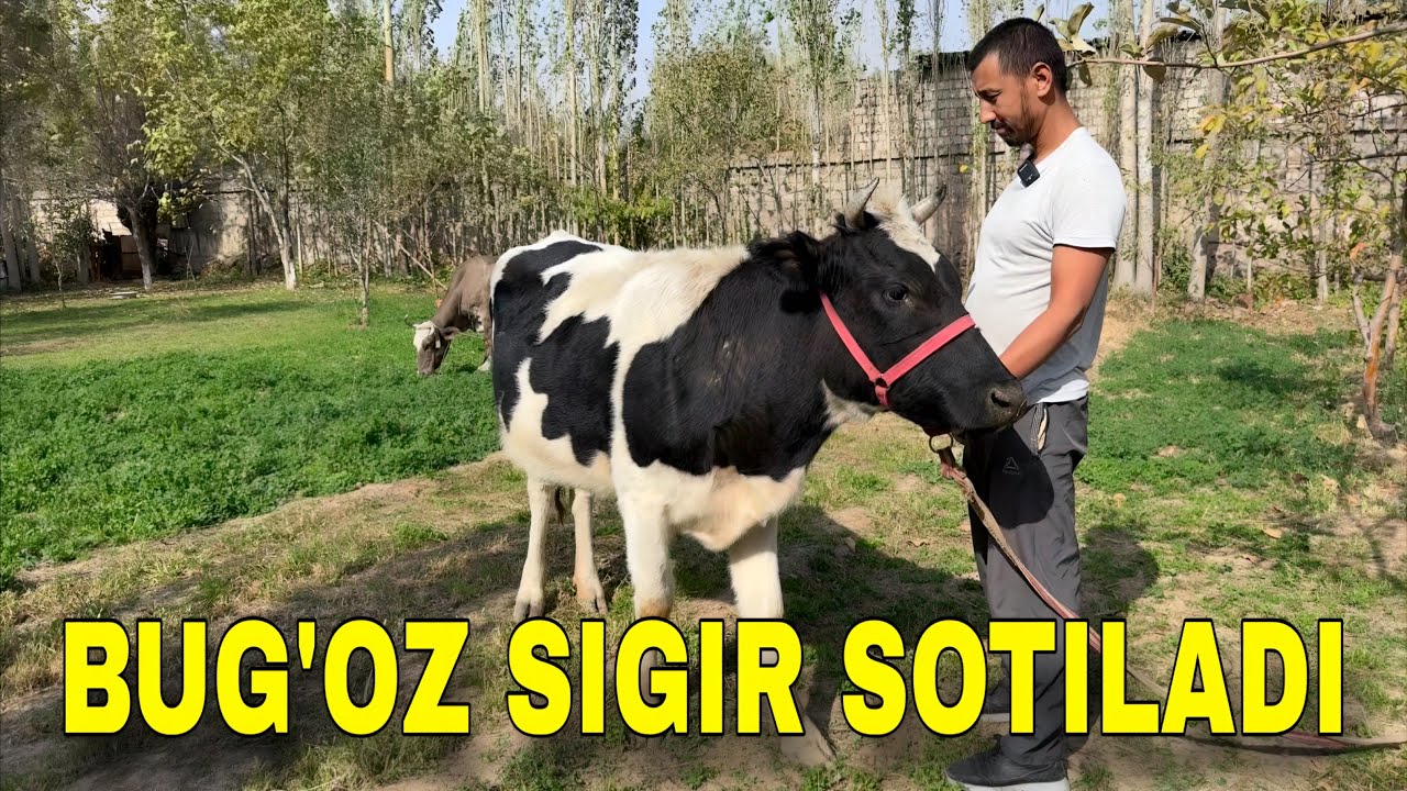 +998 90 904 40 01 BIRINCHI QORIN BUG&rsquo;OZ SIGIR SOTILADI