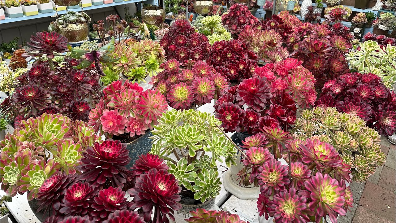 Tuyệt Đẹp, Tuyệt Đẹp , Korean Succulents Tour.