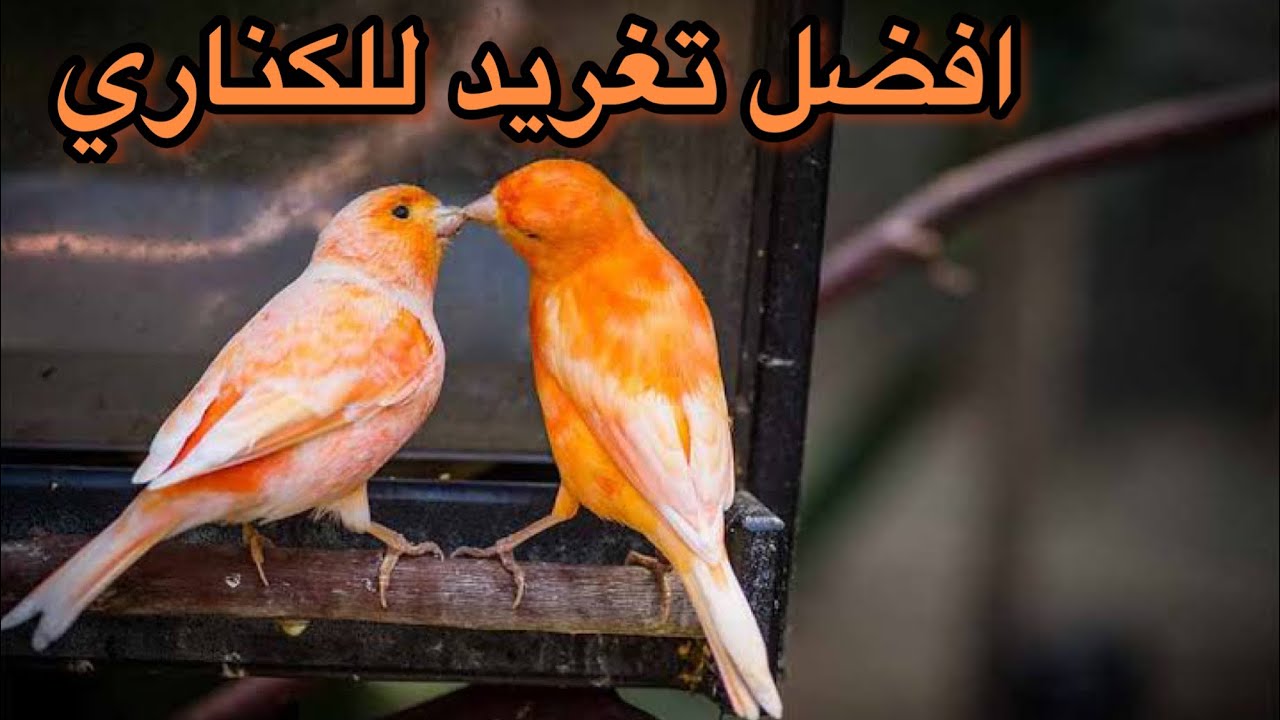اقوى محفز لتغريد الكناري