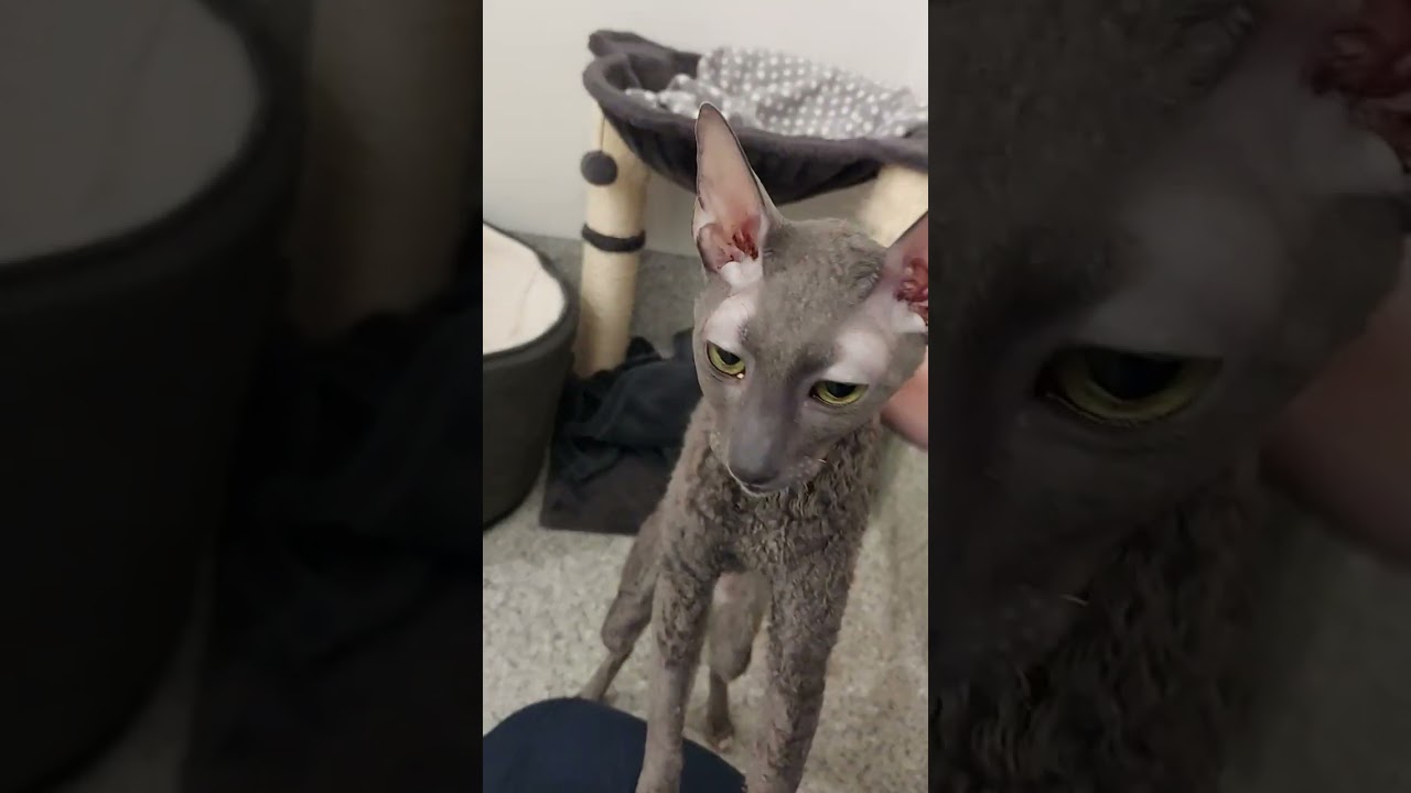 Jack - super adorable Cornish Rex. Looking for a loving indoor home!