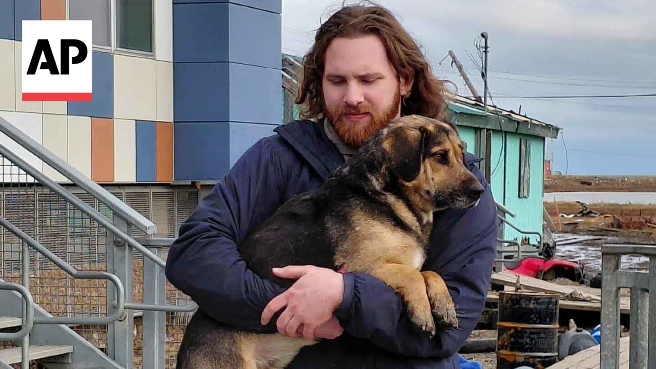 Volunteers work to save dogs left behind in flooded Alaska village