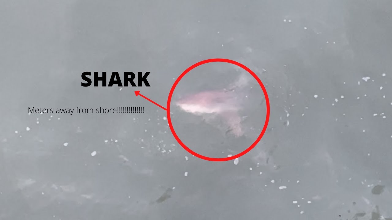 Myrtle Beach Pier 14 Shark
