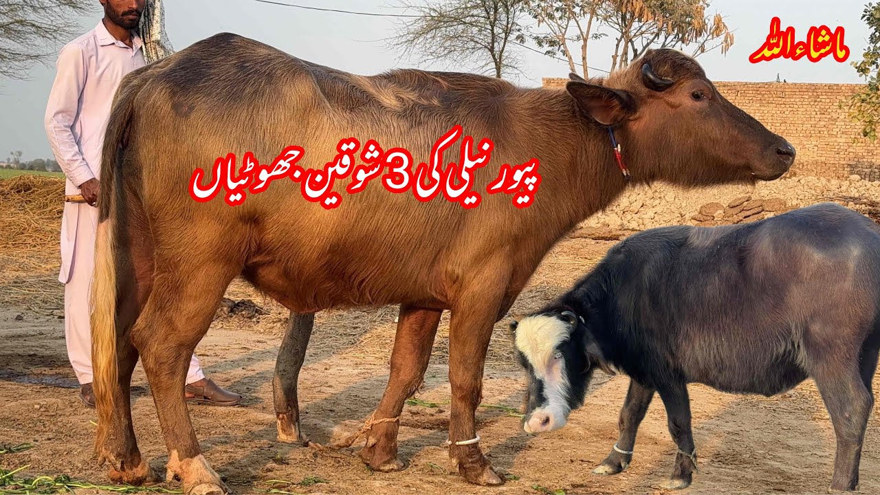 پیورنیلی کی1کھیری دو دوندیاں جھوٹیاں براۓفروخت27فروری | Pure Nilli Ki kheri dundi 3Jhottian for sale