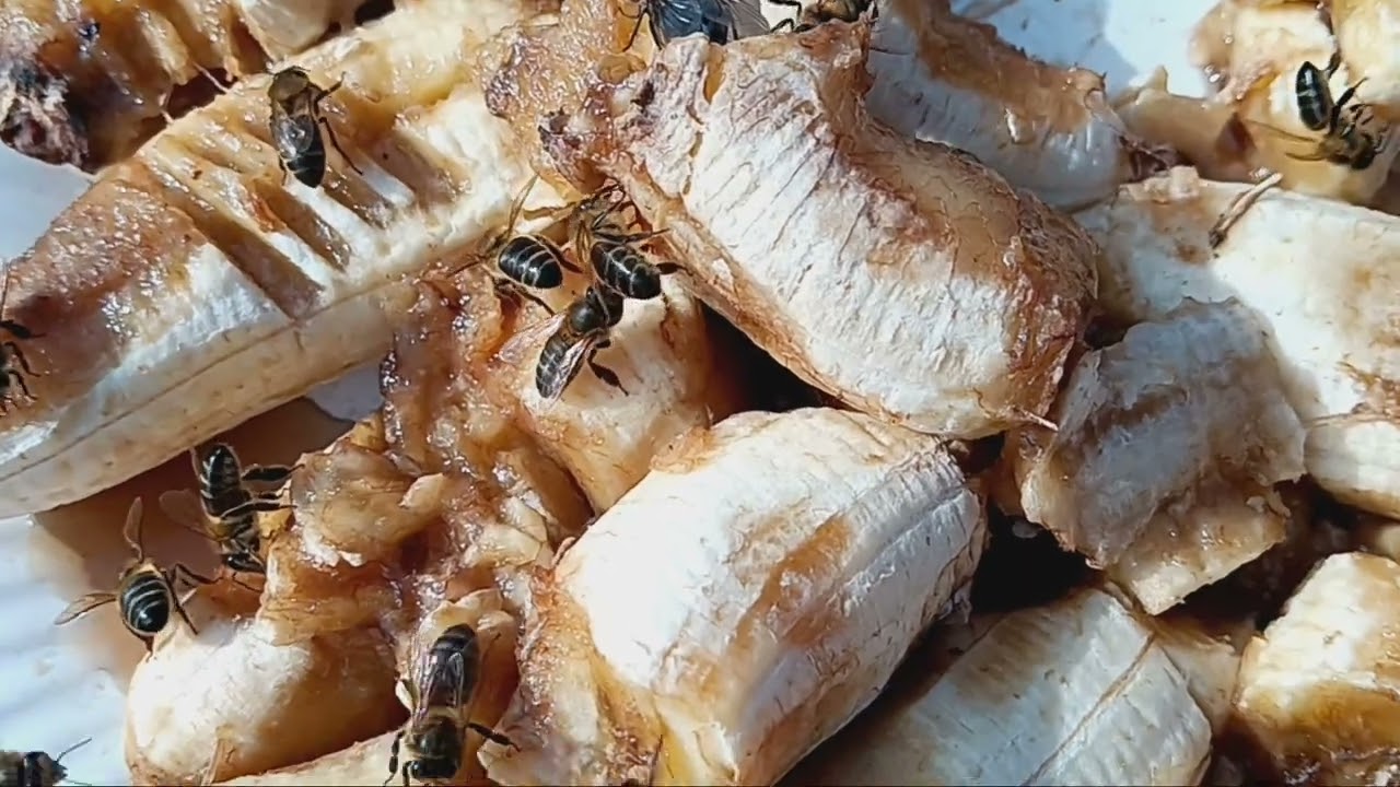 Alimentando Las abejas con platano