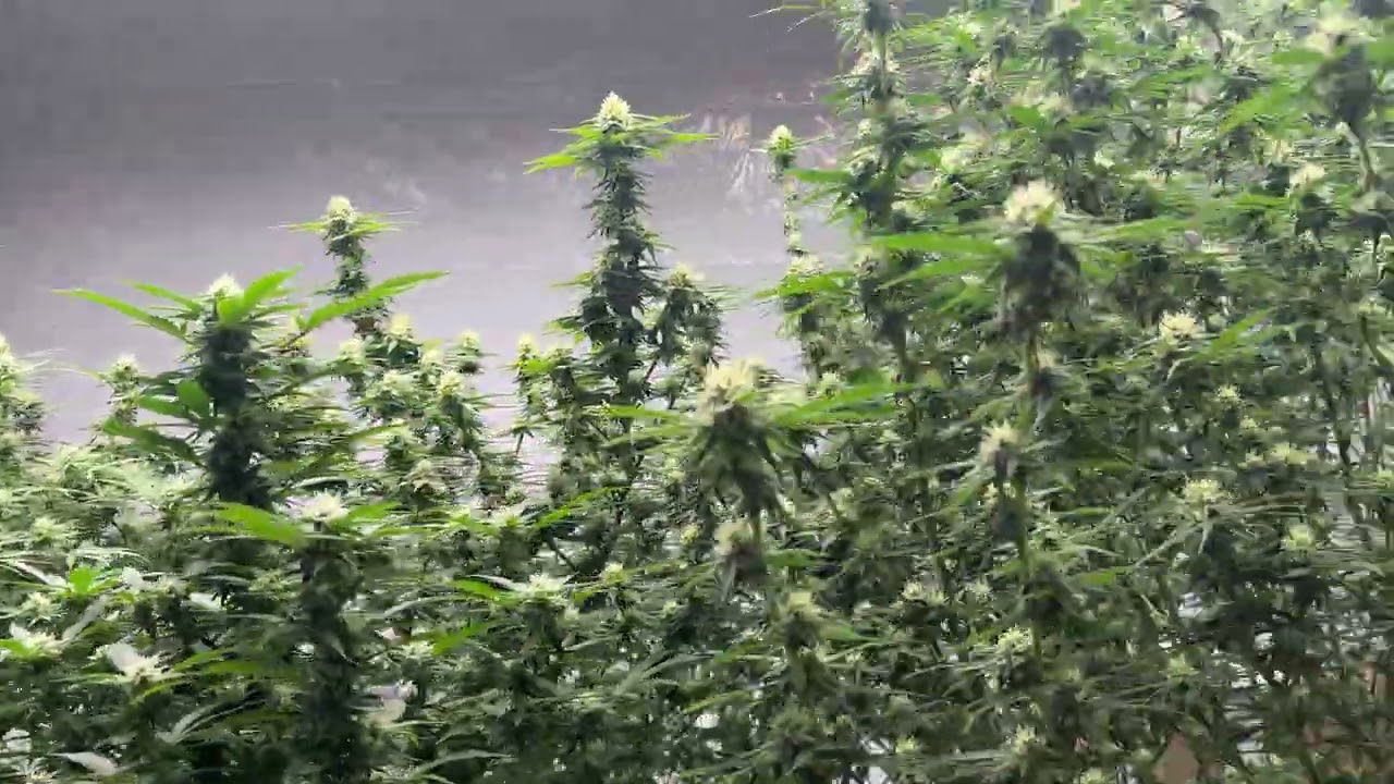 DEFOLIATION IS KEY!!!