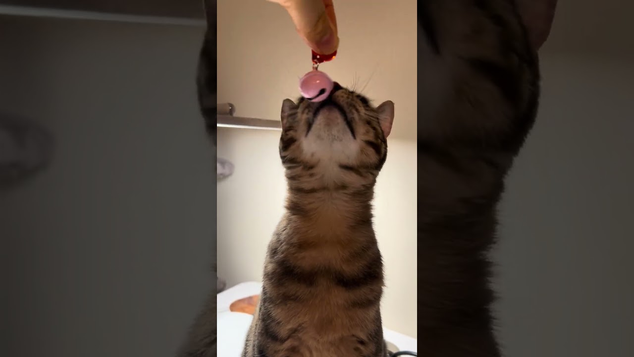 Ask kitten