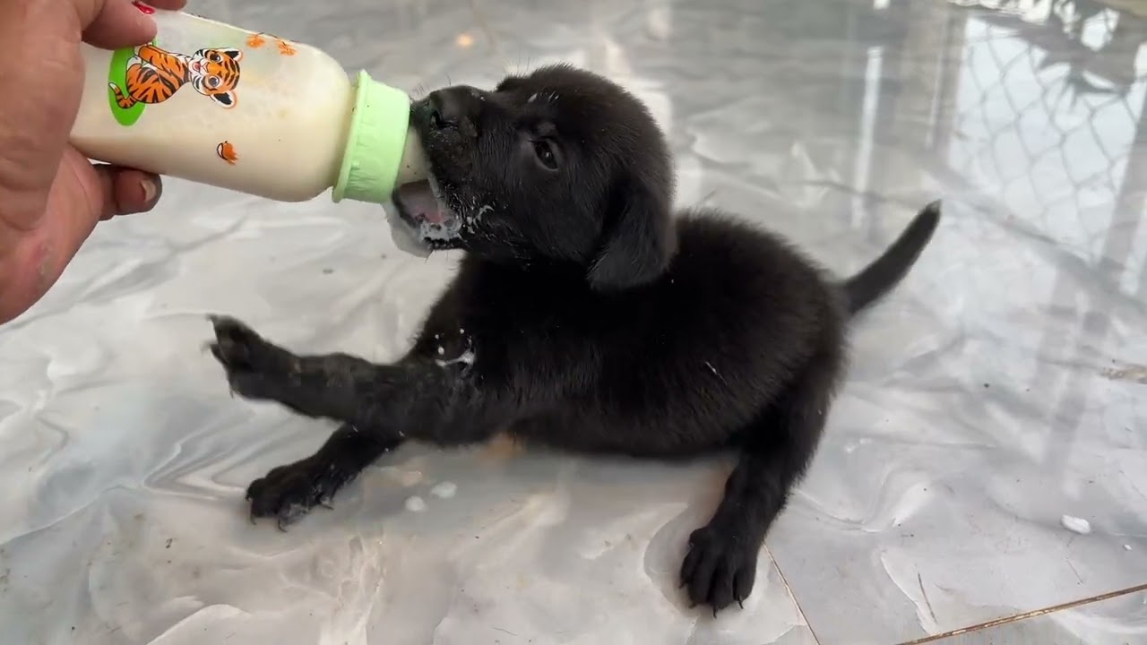 My cute puppies Dollares & Real drinking milk, #puppy #cutepuppy #dog 