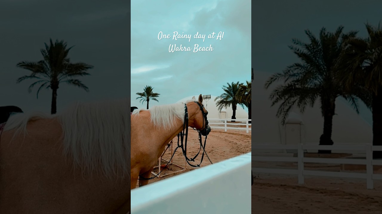 Rainy day at A Wakra Souq. #qatar #aesthetic #horse #rainyday #vibes