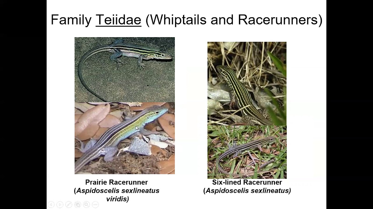 Lecture 4: Taxonomy of Squamates