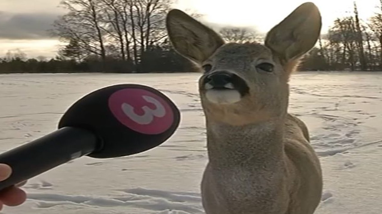 Top 5 Classic News Moments