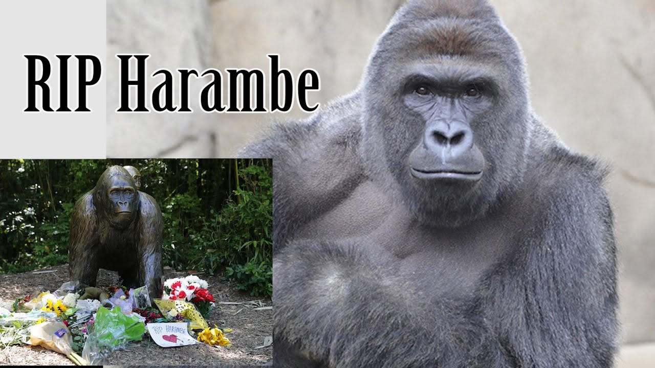 Harambe Gorilla Killed | My Reaction