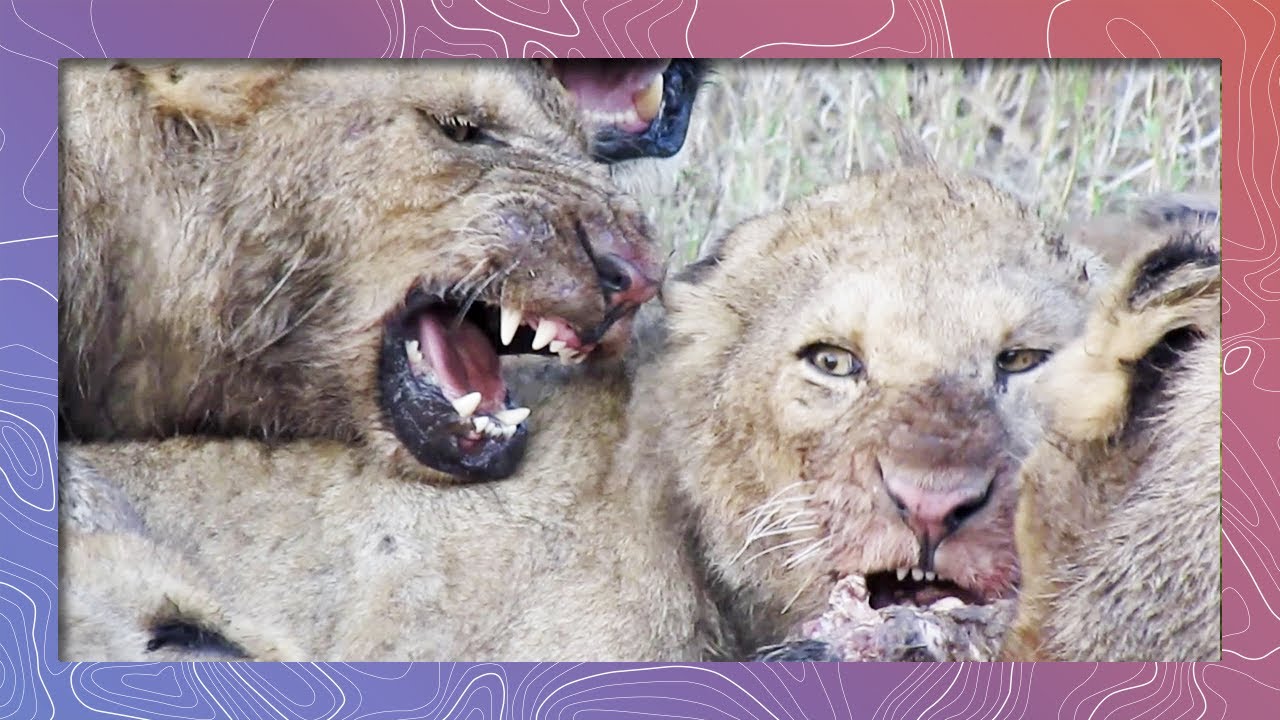 Lions with Bad Table Manners