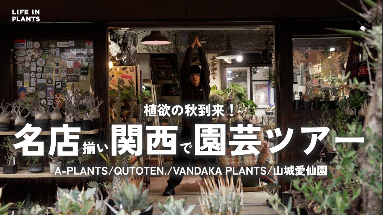 名店を巡る関西園芸ツアー【京都・大阪】A-PLANTS/QUTOTEN./VANDAKA PLANTS/山城愛仙園 アガベ｜塊根植物｜ビカクシダ｜サボテン｜