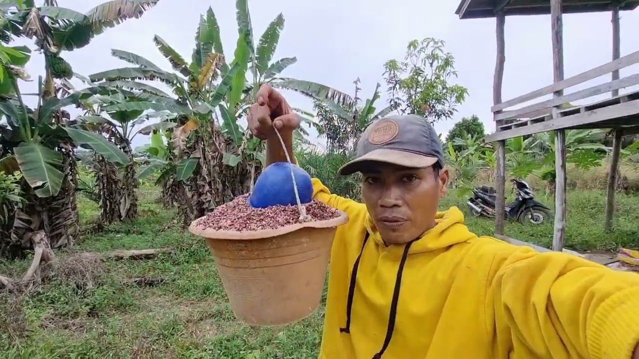 Kerja nebas dan ke kebun ume baru