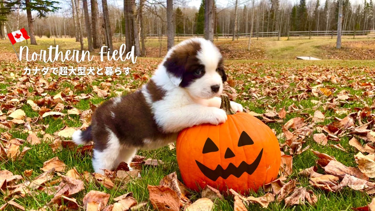 セントバーナードの仔犬がやって来た｜ハロウィン【カナダで超大型犬3頭と暮らす】