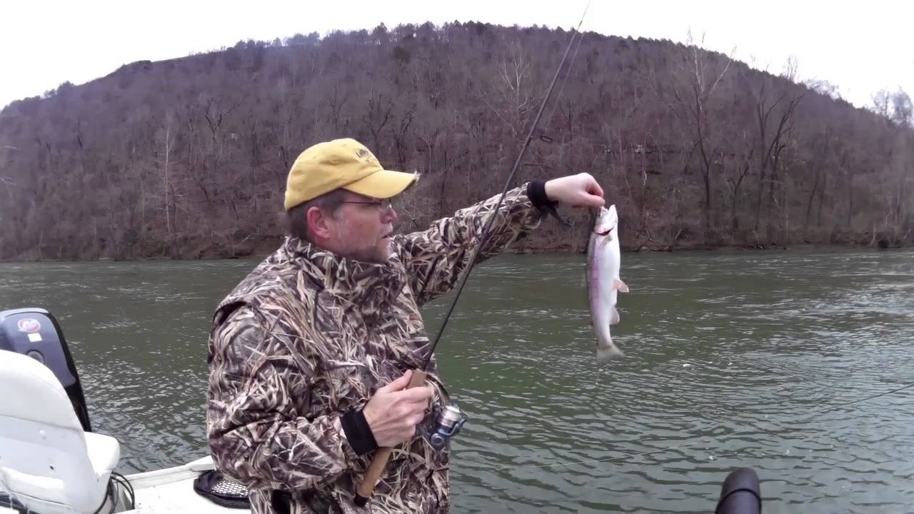 Crazy Shad Run, Lake Taneycomo January 25, 2016