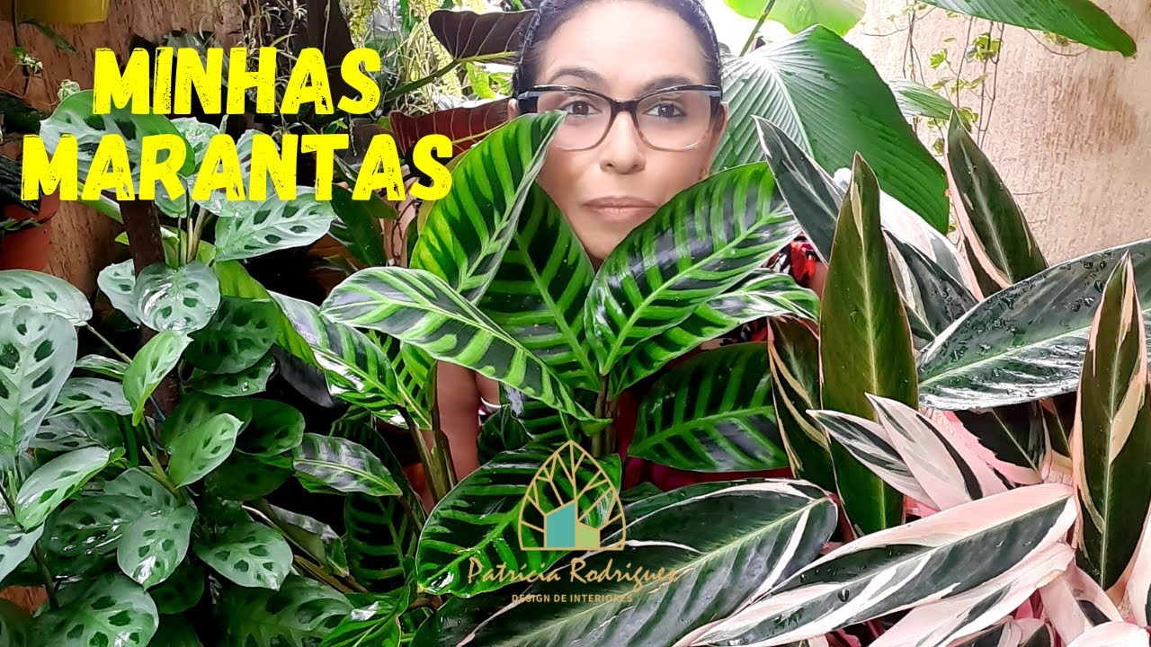 MINHAS MARANTAS.CONHEÇAM AS 10 ESPÉCIES DE MARANTA QUE TENHO NA MINHA COLEÇÃO!