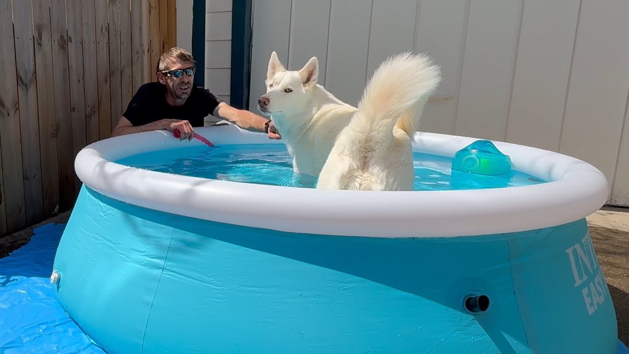 Husky’s Pool Training Cool Down session