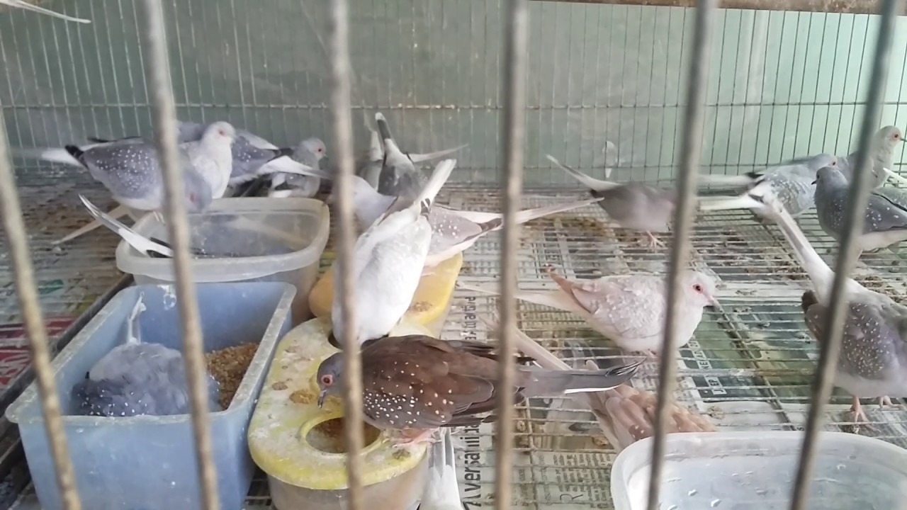 Rolinhas diamante  (Diamond doves )