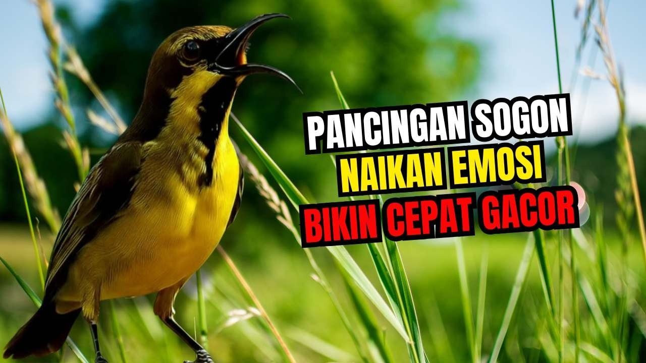 AWAS NGAMUK‼️ Pancingan sogon agar birahi dan emosi bunyi gacor