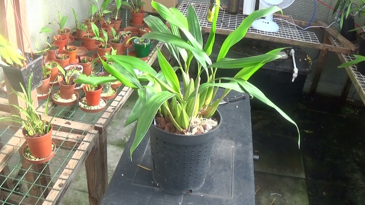 Coelogyne orchid requirements.
