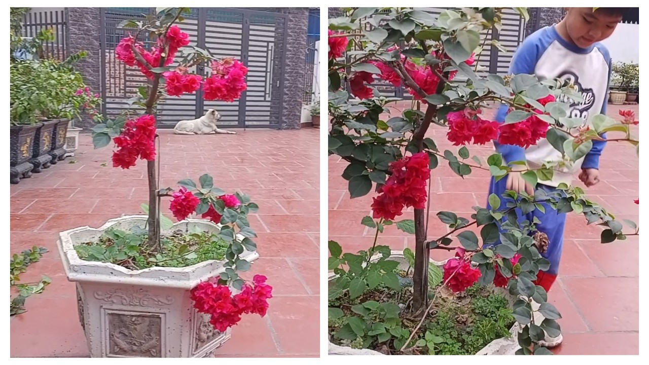 Nghệ thuật  trang trí cho cây hoa giấy khi cây đang ra hoa.