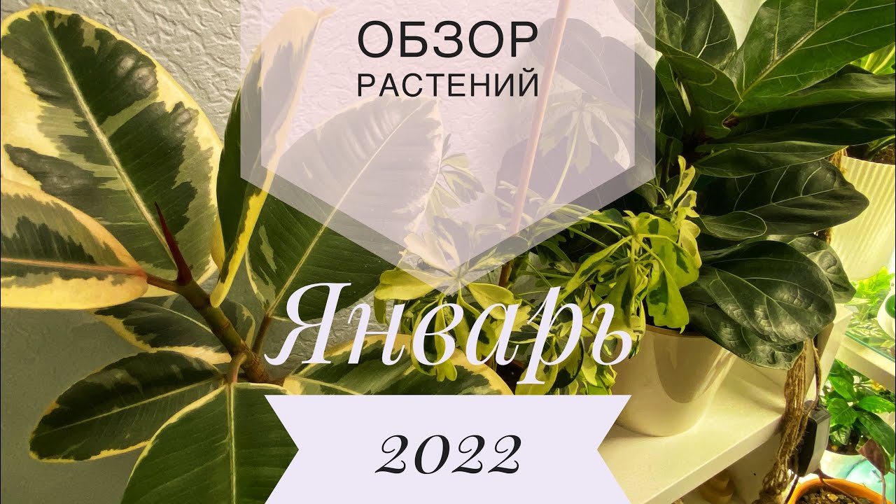 Обзор моих растений в январе 2022! Первое домашнее цветение гардении 🌸 и новая калатея! 🤩