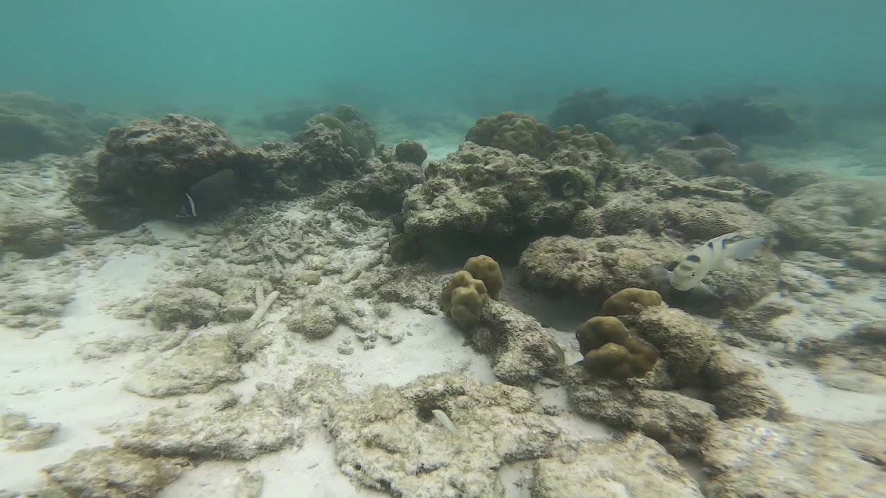 Подводная жизнь. Poda Island. Thailand.