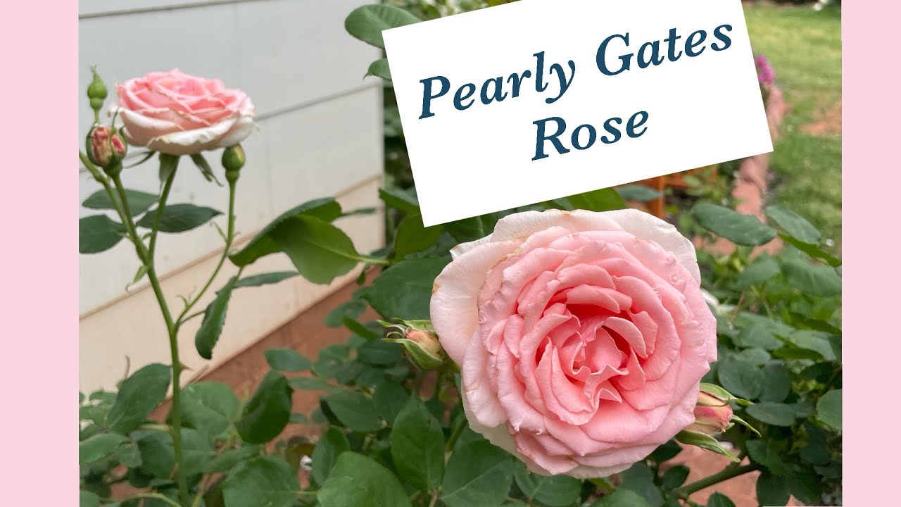 Pearly Gates Climbing Rose &mdash; Year 2