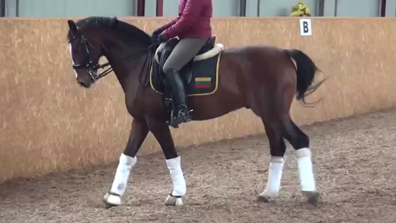 Grand prix gelding for international level