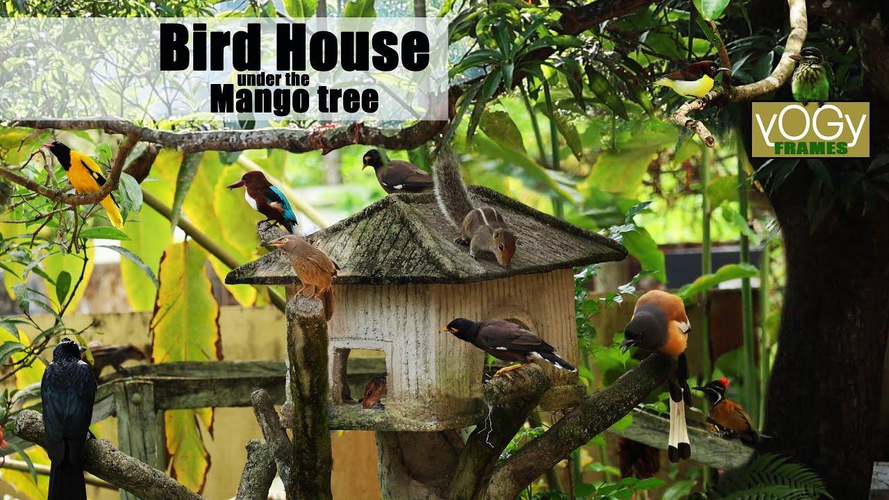 Bird House #yogyframes
