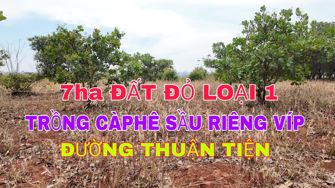 Nhượng lại 7ha đất đỏ trồng càphê sầu riêng VÍP đường thuận tiện 