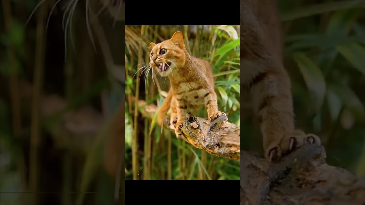 "Wild Instincts: Cat’s Unexpected Snack!"