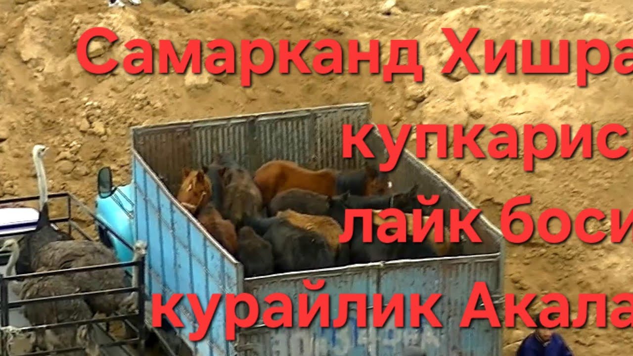 03.02.2024.й Самарканд в Хишров МФЙ Феруз ва Сирож Акаларни купкариси