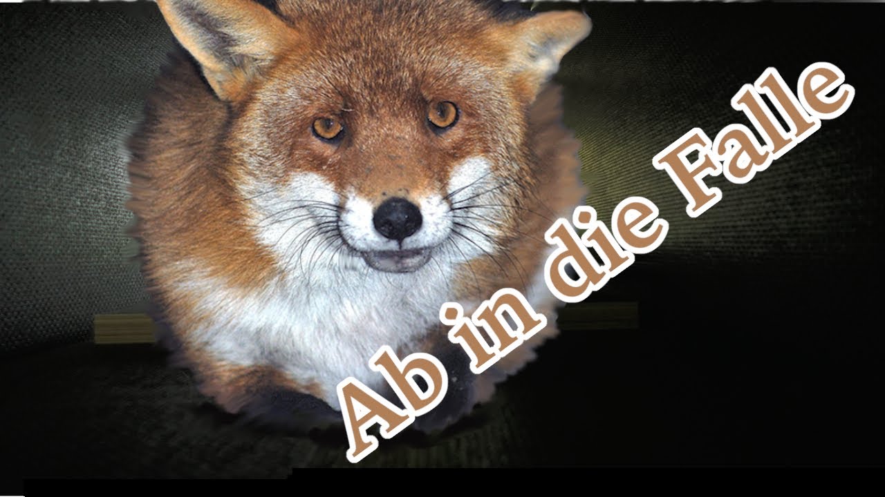 Meine ersten Fallen | Auf der Suche nach Fuchs und Marder Teil 1