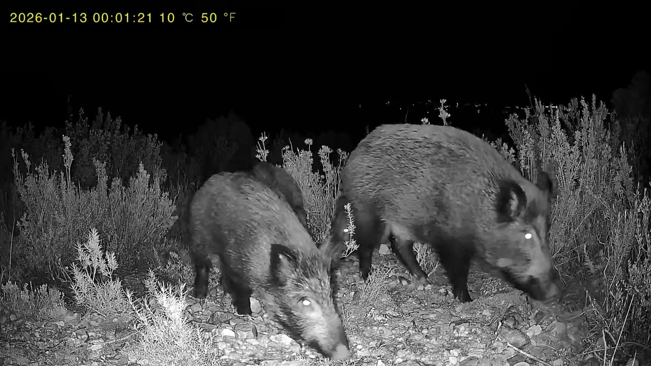 Scrofa con i suoi cuccioli(Pt.2) #fototrappolaggio #wildlife #bosque #jabalí #montaña #nature #love🐗