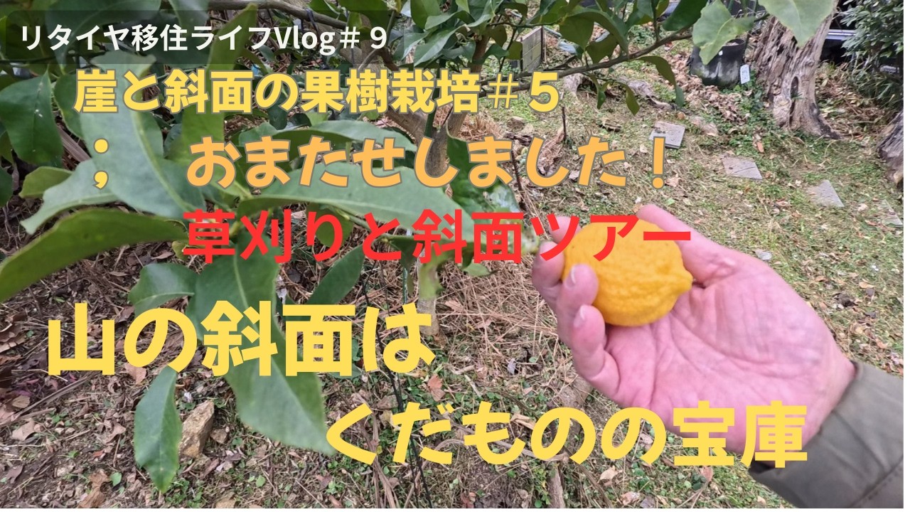 リタイヤ移住ライフ＃９　：　崖と斜面の果樹栽培＃５　：　草刈りと斜面ツアー。今回はツアー用の草刈りを５倍速で飛ばしに飛ばして１５分で納めました。後半２０分の斜面ツアーは我が斜面をすべてお見せしました。
