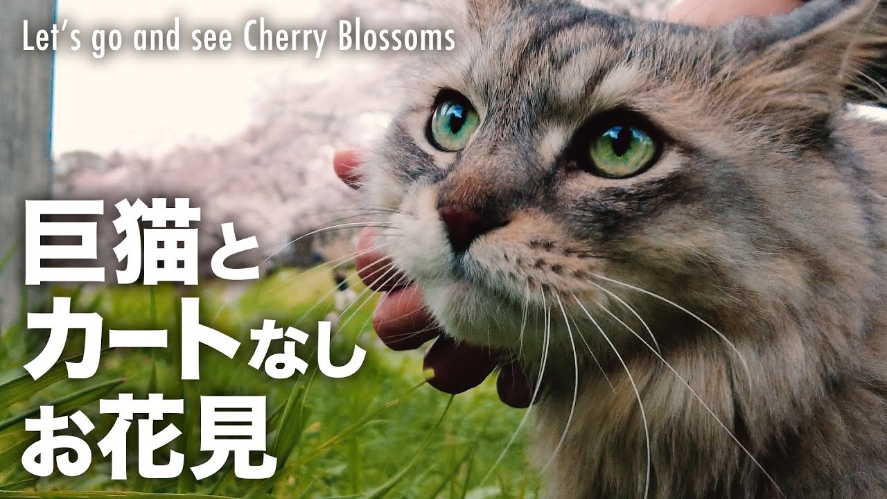 大きい猫連れカートなしでお花見だいたいこんな流れです/ Let's go and see Cherry Blossoms with CAT HAL
