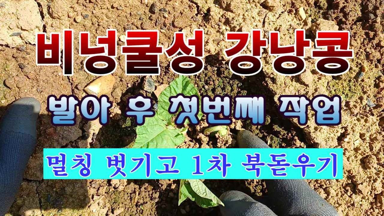 [텃밭농부 2,179]  비넝쿨성 강낭콩. 발아 후 멀칭 벗기고 첫작업! #강낭콩재배