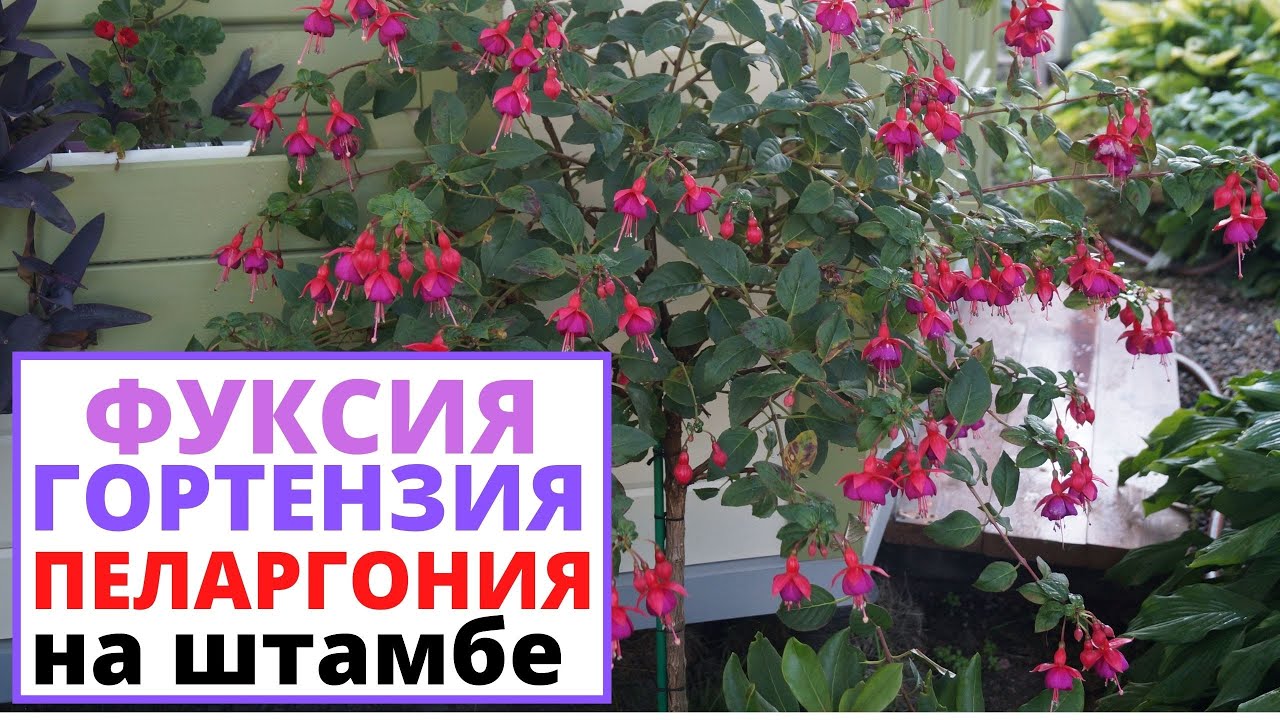 Как вырастить ЦВЕТЫ- ДЕРЕВЬЯ в саду? Штамбовые формы цветов и кустарников