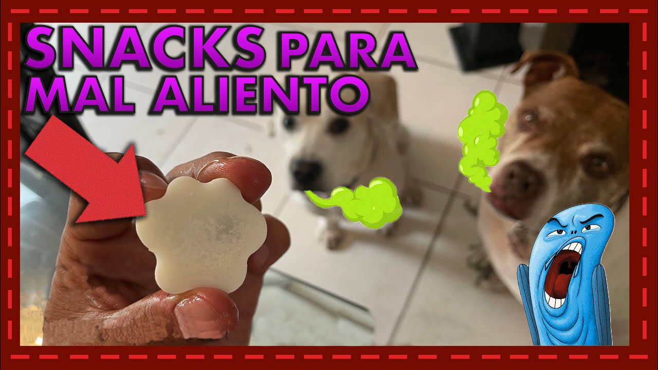 Recetas fáciles y saludables: premios caseros para perros que quitan el mal aliento