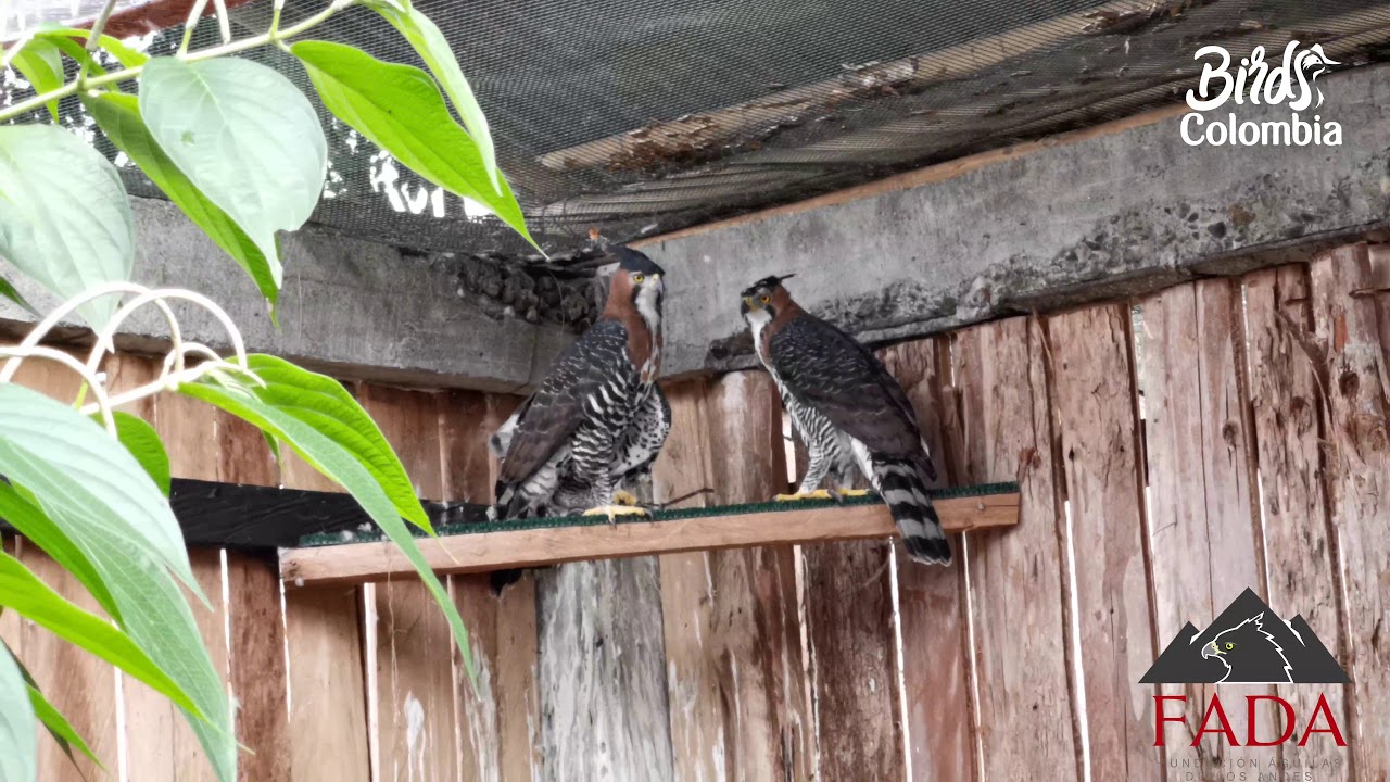 Birds Colombia en la Fundación Águilas de los Andes
