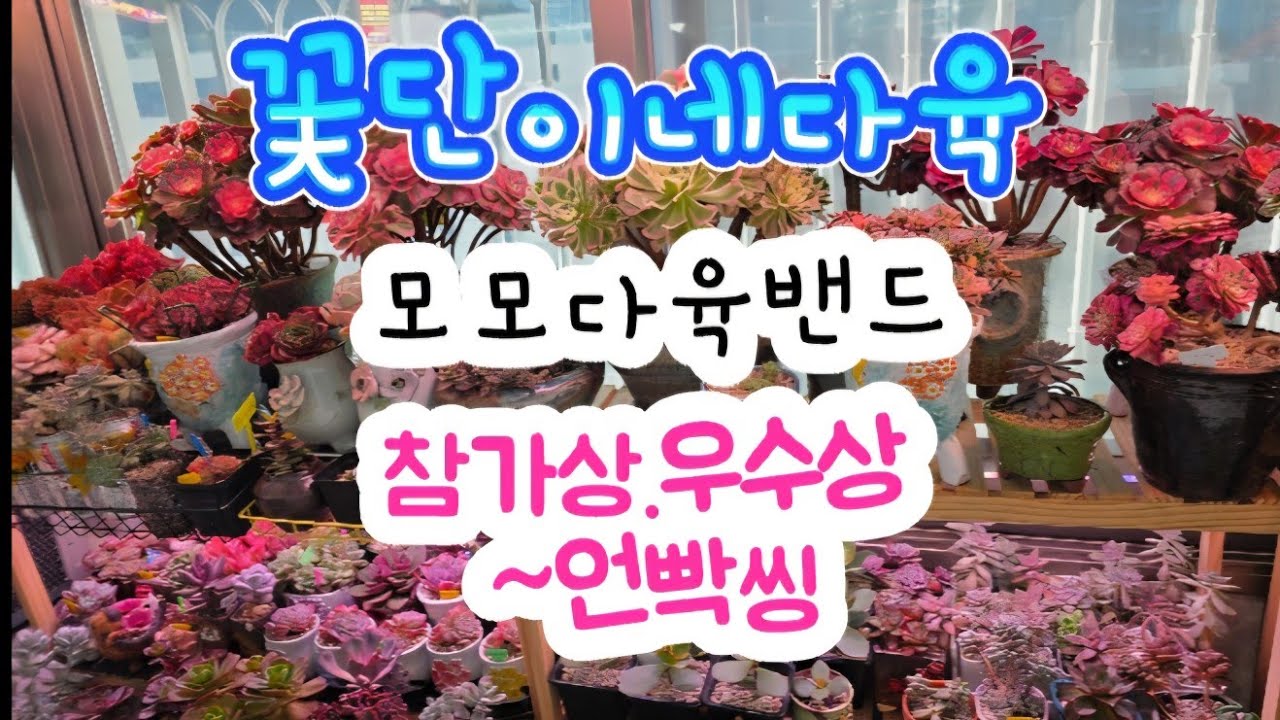 #모모다육#모모밴드#다육이자랑 참가상우수상  자랑질~구경하러오세요^^