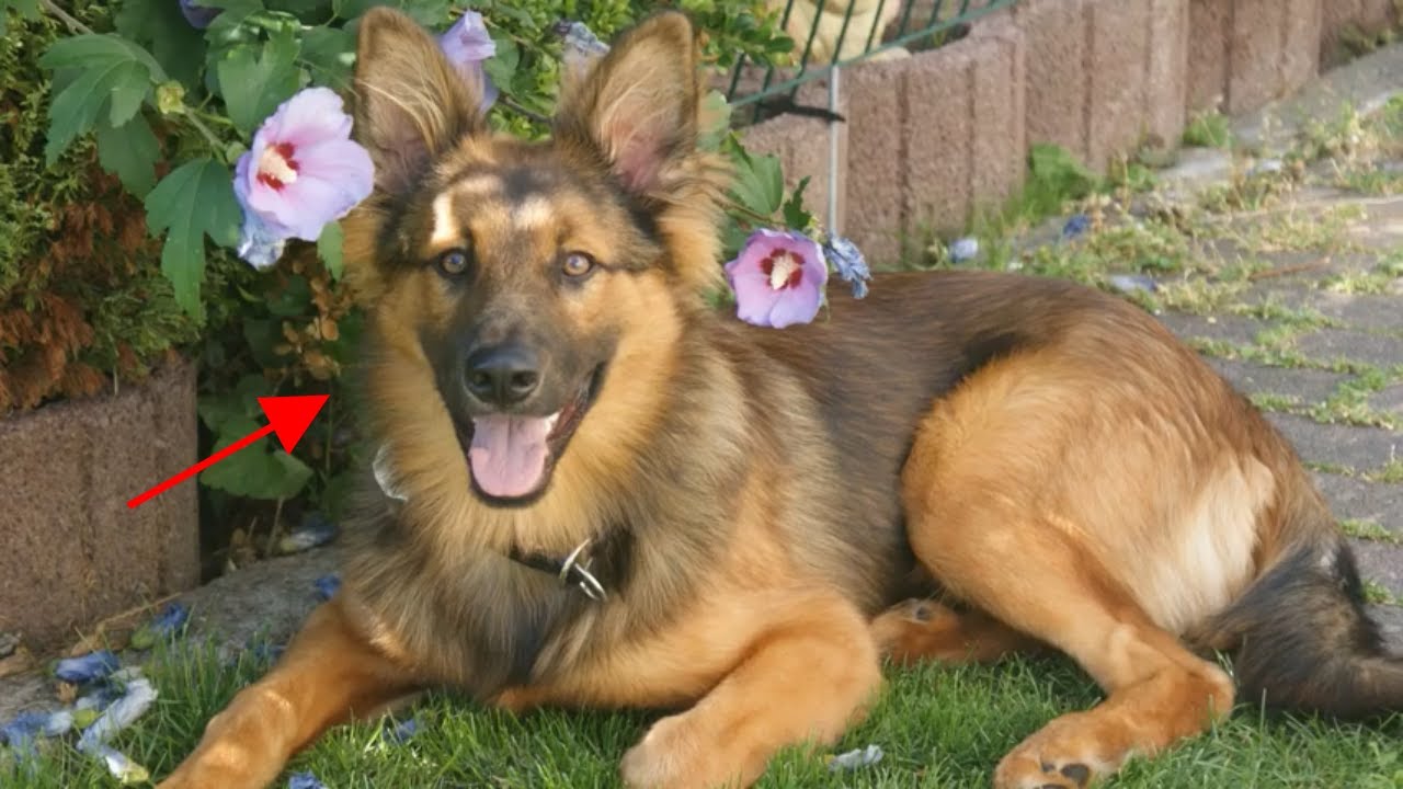 Najodaniji Pas Njemački Ovčar – Slike I Karakteristike Njemačkog Ovčara 🐕