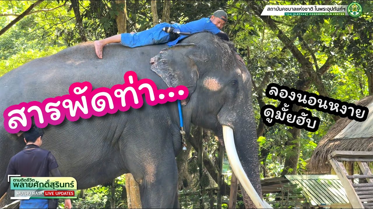ตามติดชีวิต #พลายศักดิ์สุรินทร์ 16 ก.ย. 2568