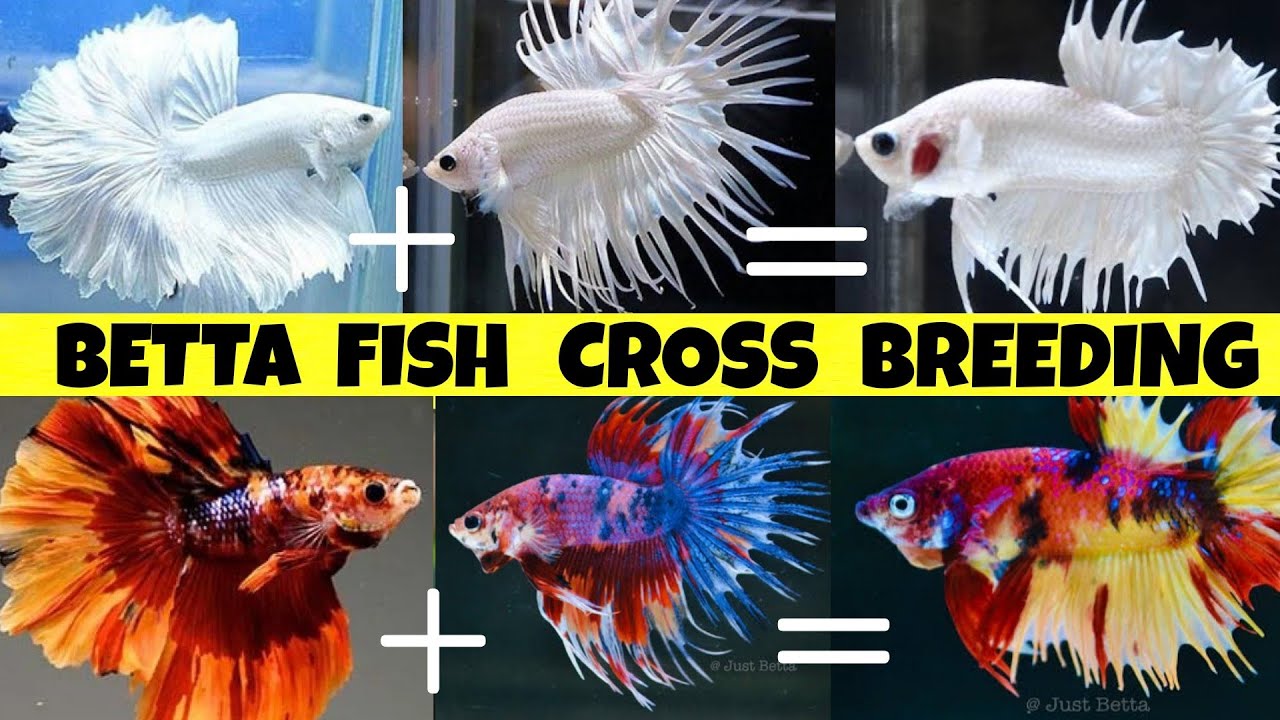 BETTA FISH CROSS BREEDING | RESULT OF CROSS BREEDING BETTA | HOW TO BREED BETTA FISH | BETTA FISH