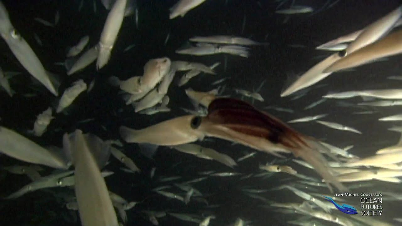 Market Squid